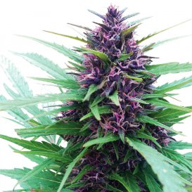 Dutch Passion Seeds Shaman (Обычные)