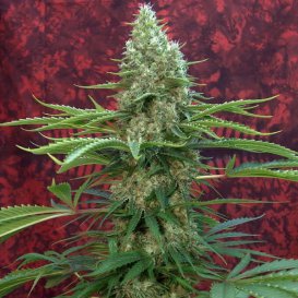 Mandala Seeds Satori (Обычные)