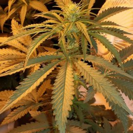Mandala Seeds Safari Mix (Обычные)