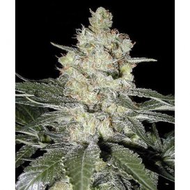 Seedsman Original Skunk #1 (Обычные)