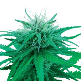 Sensi Seeds Ruderalis Indica (Обычные)