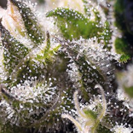 Sweet Seeds Caramel Cream (Автоцветущие феминизированные)