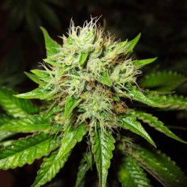 Nirvana Seeds OG Kush (Автоцветущие феминизированные)