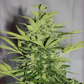 Nirvana Seeds Supreme CBD Lemon OG (Автоцветущие феминизированные)