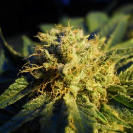 Nirvana Seeds Blue Mystic (Обычные)